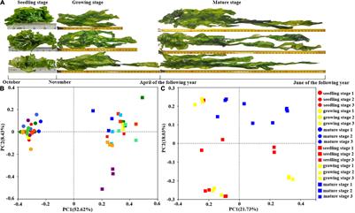 Hyunsoonleella sp. HU1-3 Increased the Biomass of Ulva fasciata